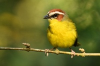 Lesnacek rezavohlavy - Basileuterus rufifrons - Rufous-capped Warbler 7279